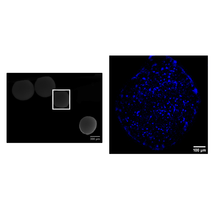 Organoids
