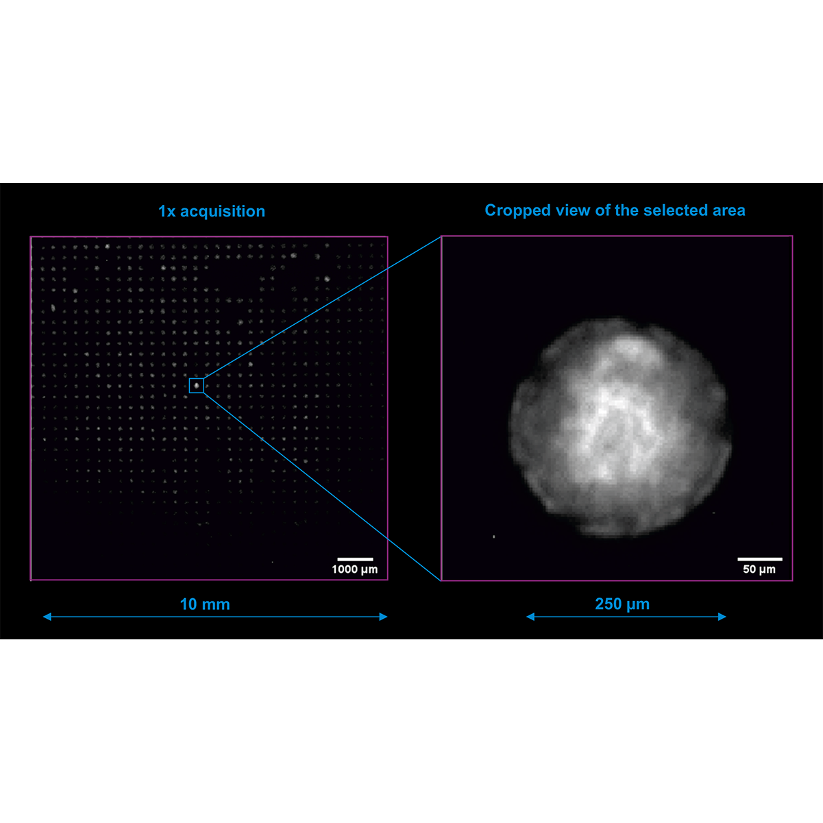 Neural rosettes